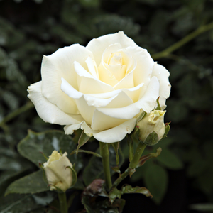 Rosa  Virgo - biało - różowy - róża wielkokwiatowa - Hybrid Tea